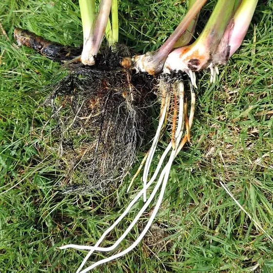 Корни аира